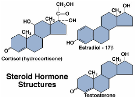 Steroid hormone molecular structure